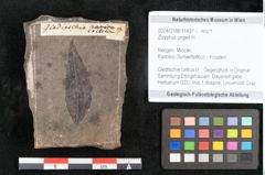 Foto (Objekt + Etikett) von Zizyphus ungeri H. (NHMW-GEO-2024-0188-11437)